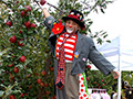 Clown on stilts picking apples