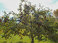 Hidden Cove Orchard - Minnesota Apple Orchard