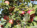 Hidden Cove Orchard - Minnesota Apple Orchard